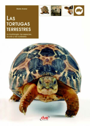 Las tortugas terrestres <span> Marta Avanzi </span>